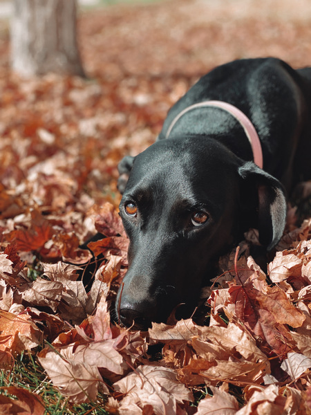 Entry image for Porter Rose. Clicking this image will show a larger photo