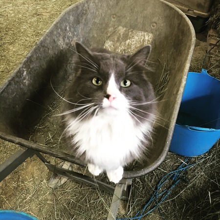 Entry image for Shabby. Clicking this image will show a larger photo