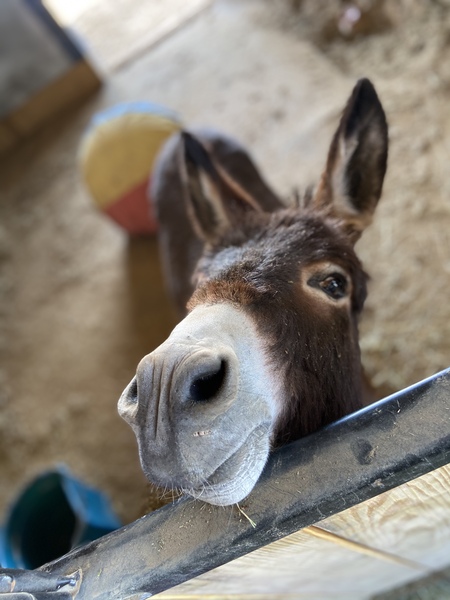 Entry image for Bernie. Clicking this image will show a larger photo