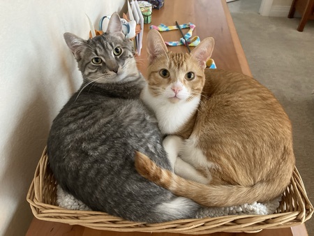 Entry image for Sherlock and Nacho. Clicking this image will show a larger photo