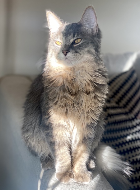 Entry image for Yzma. Clicking this image will show a larger photo