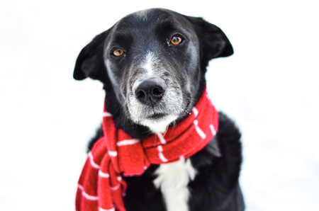 Entry image for Jackie. Clicking this image will show a larger photo