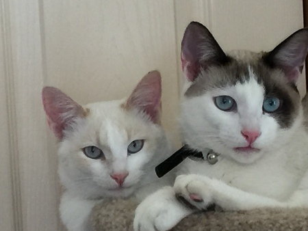 Entry image for Princess and Patches. Clicking this image will show a larger photo