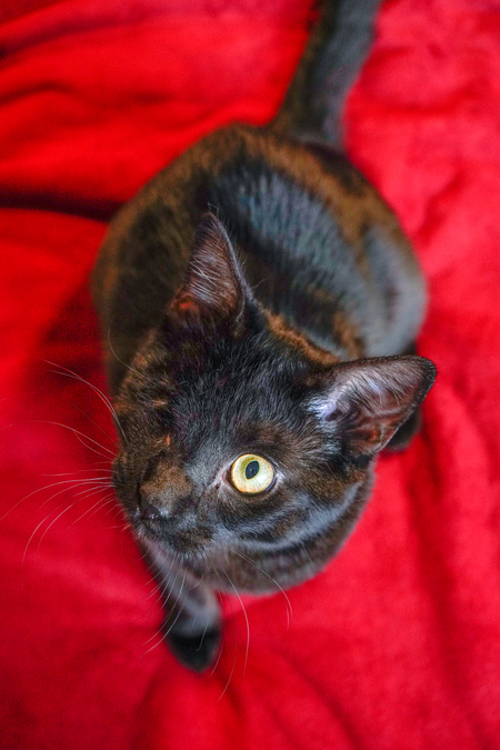 Entry image for Abernathy. Clicking this image will show a larger photo