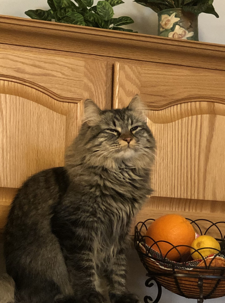 Entry image for Maggie. Clicking this image will show a larger photo