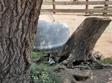 Entry image for Xia. Clicking this image will show a larger photo