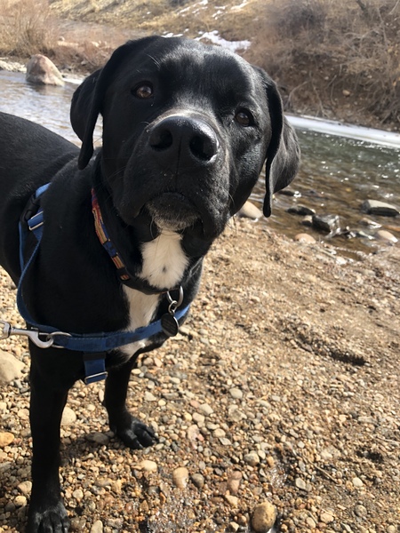 Entry image for Charlie. Clicking this image will show a larger photo