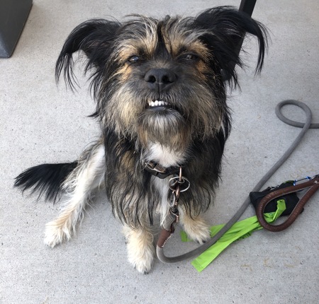 Entry image for Louie. Clicking this image will show a larger photo