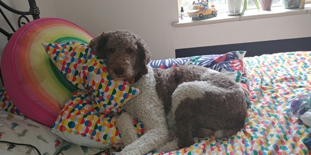 Entry image for Griffin. Clicking this image will show a larger photo