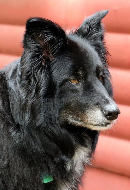 Entry image for Ozzy . Clicking this image will show a larger photo