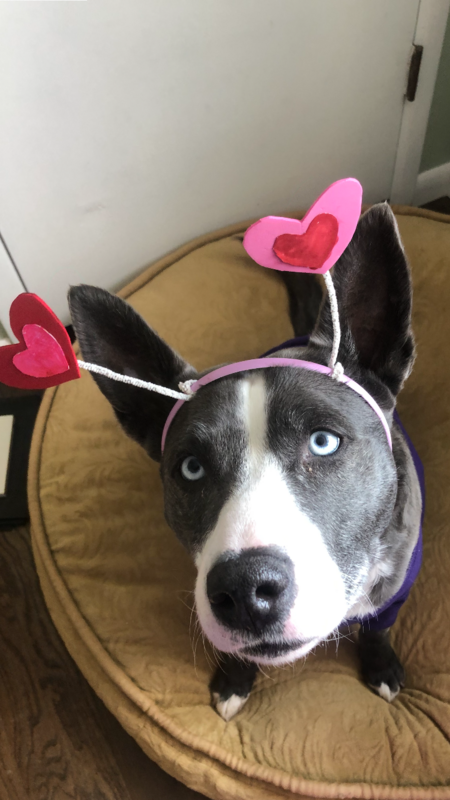 Entry image for Lola. Clicking this image will show a larger photo