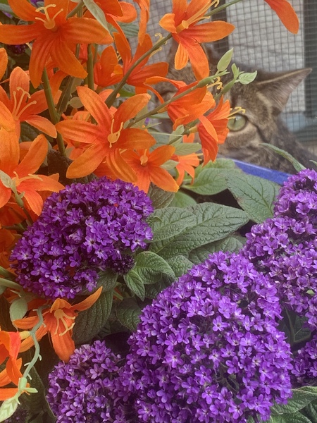 Entry image for CeeCee. Clicking this image will show a larger photo