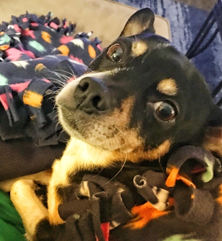 Entry image for Pedro. Clicking this image will show a larger photo