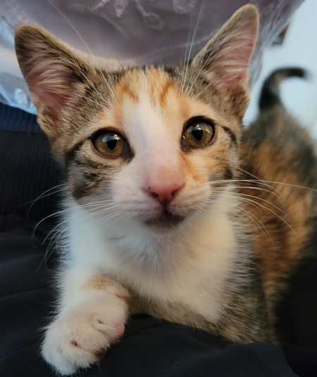 Entry image for Freya. Clicking this image will show a larger photo