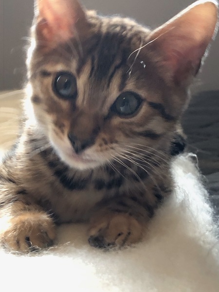 Entry image for Travis. Clicking this image will show a larger photo