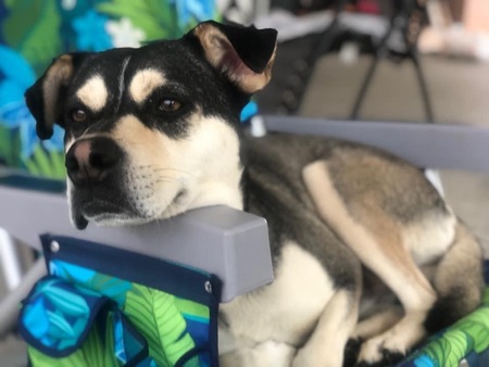 Entry image for Tigre’. Clicking this image will show a larger photo