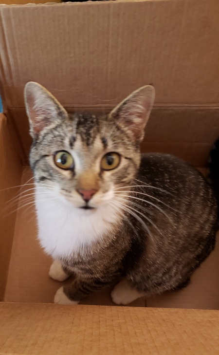 Entry image for Socks. Clicking this image will show a larger photo