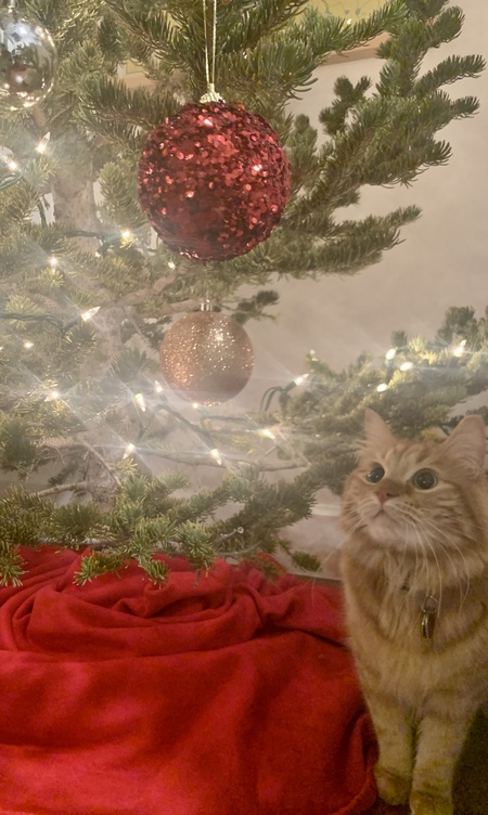 Entry image for Lox. Clicking this image will show a larger photo