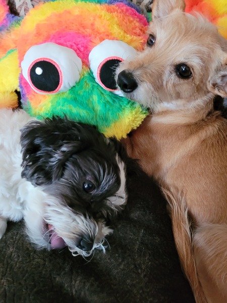 Entry image for Honey & CoCo. Clicking this image will show a larger photo