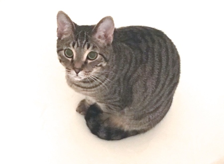 Entry image for Mister. Clicking this image will show a larger photo