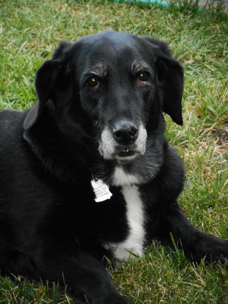 Entry image for Bernadette. Clicking this image will show a larger photo