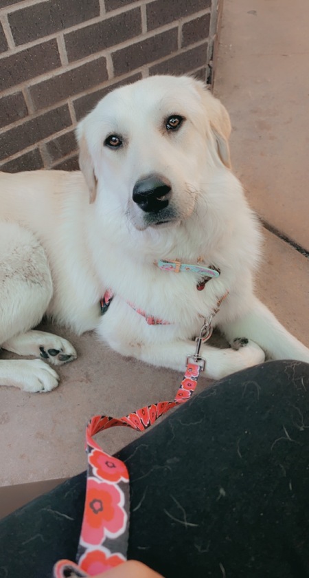 Entry image for Zorii . Clicking this image will show a larger photo