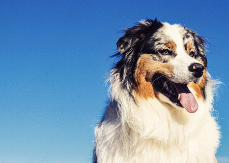 Entry image for Strummer. Clicking this image will show a larger photo