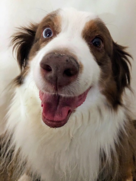 Entry image for Ginger. Clicking this image will show a larger photo