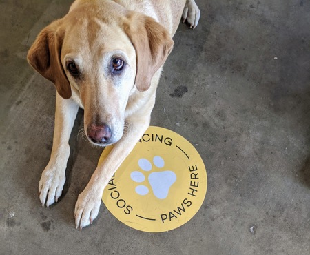 Entry image for Lucy. Clicking this image will show a larger photo