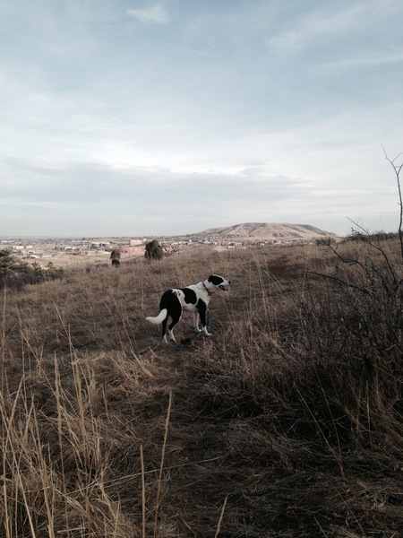 Entry image for Moose. Clicking this image will show a larger photo