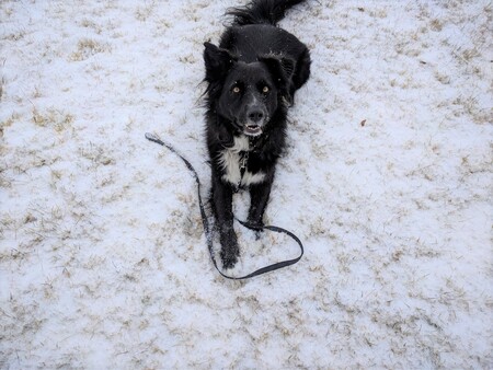 Entry image for Baloo. Clicking this image will show a larger photo