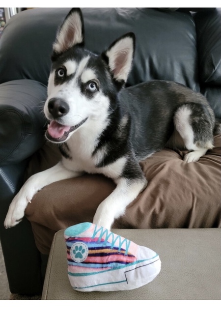 Entry image for Skye. Clicking this image will show a larger photo