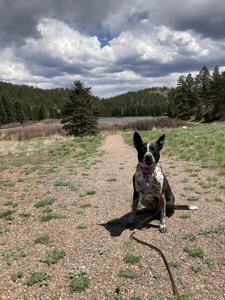 Entry image for Cherry. Clicking this image will show a larger photo