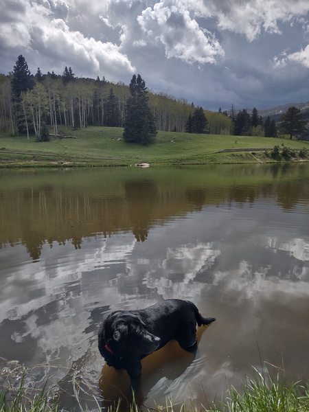 Entry image for Roxy. Clicking this image will show a larger photo