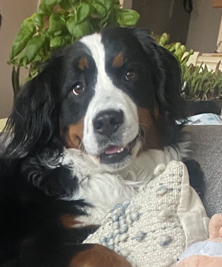 Entry image for Harper. Clicking this image will show a larger photo