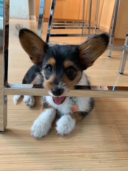 Entry image for Gino. Clicking this image will show a larger photo