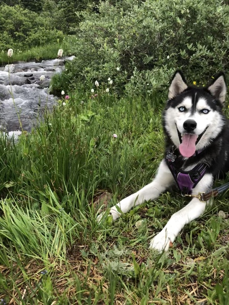 Entry image for Indie . Clicking this image will show a larger photo