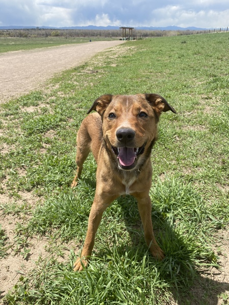 Entry image for Miso. Clicking this image will show a larger photo