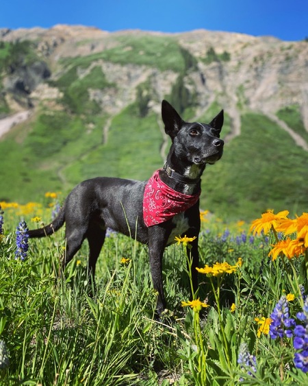 Entry image for Hardy. Clicking this image will show a larger photo