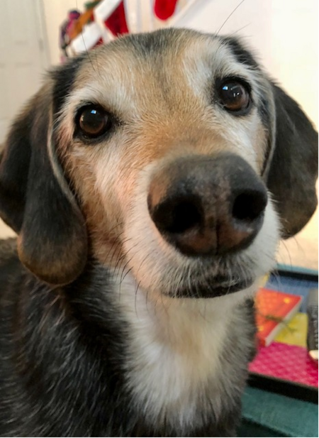 Entry image for Elton. Clicking this image will show a larger photo