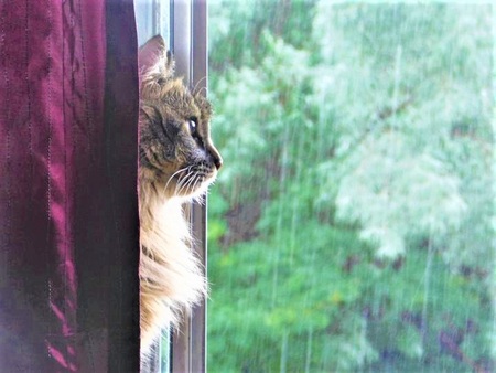 Entry image for Maggie. Clicking this image will show a larger photo