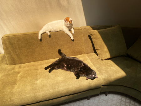 Entry image for Echo and Emmett. Clicking this image will show a larger photo