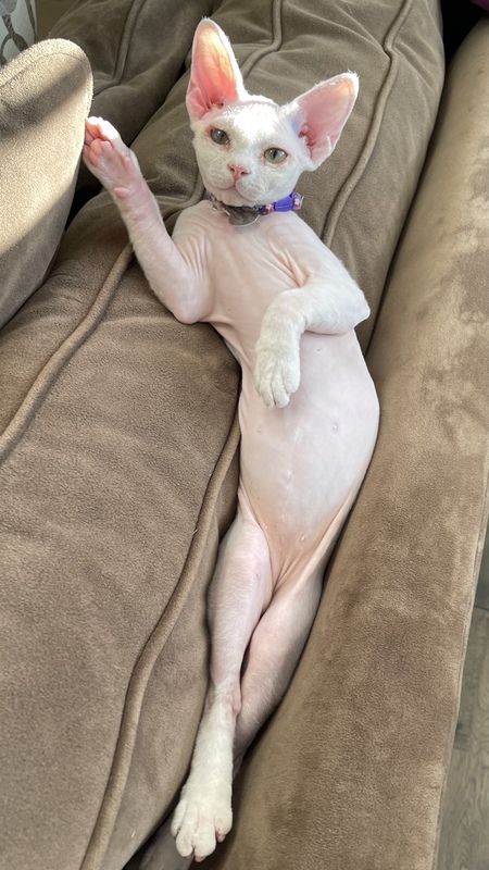 Entry image for Bunny. Clicking this image will show a larger photo