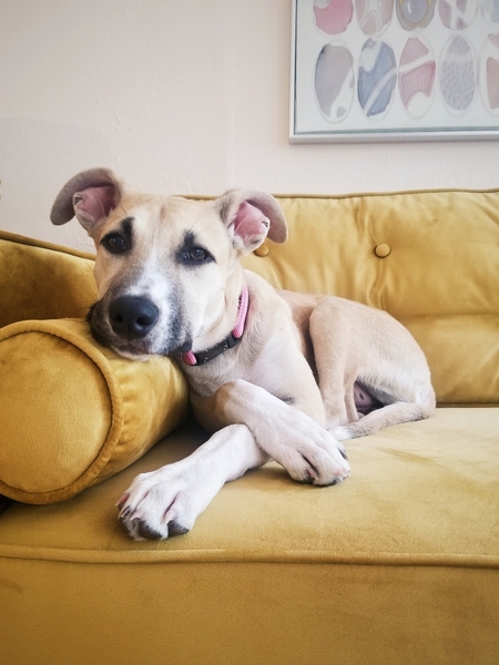 Entry image for Frannie. Clicking this image will show a larger photo