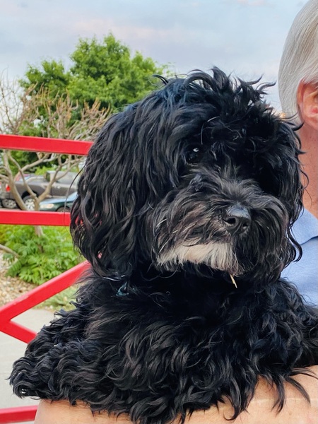 Entry image for Annie. Clicking this image will show a larger photo