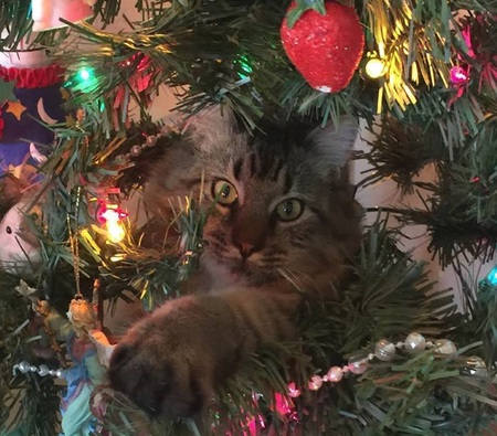 Entry image for Maggie. Clicking this image will show a larger photo