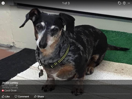 Entry image for Camo. Clicking this image will show a larger photo