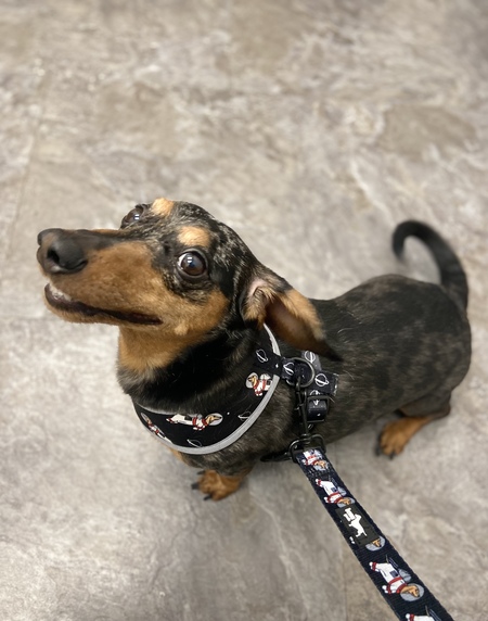 Entry image for Jasper. Clicking this image will show a larger photo