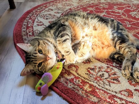 Entry image for Moses. Clicking this image will show a larger photo