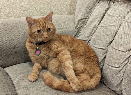 Entry image for Chester. Clicking this image will show a larger photo